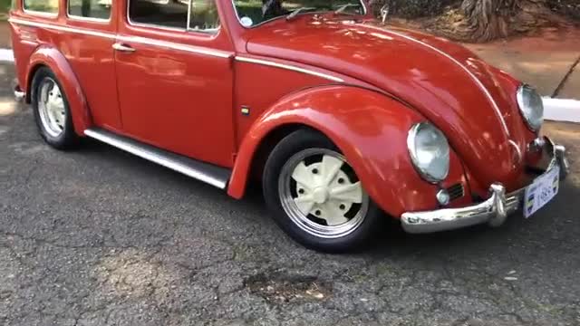 BEAUTIFUL BEETLE