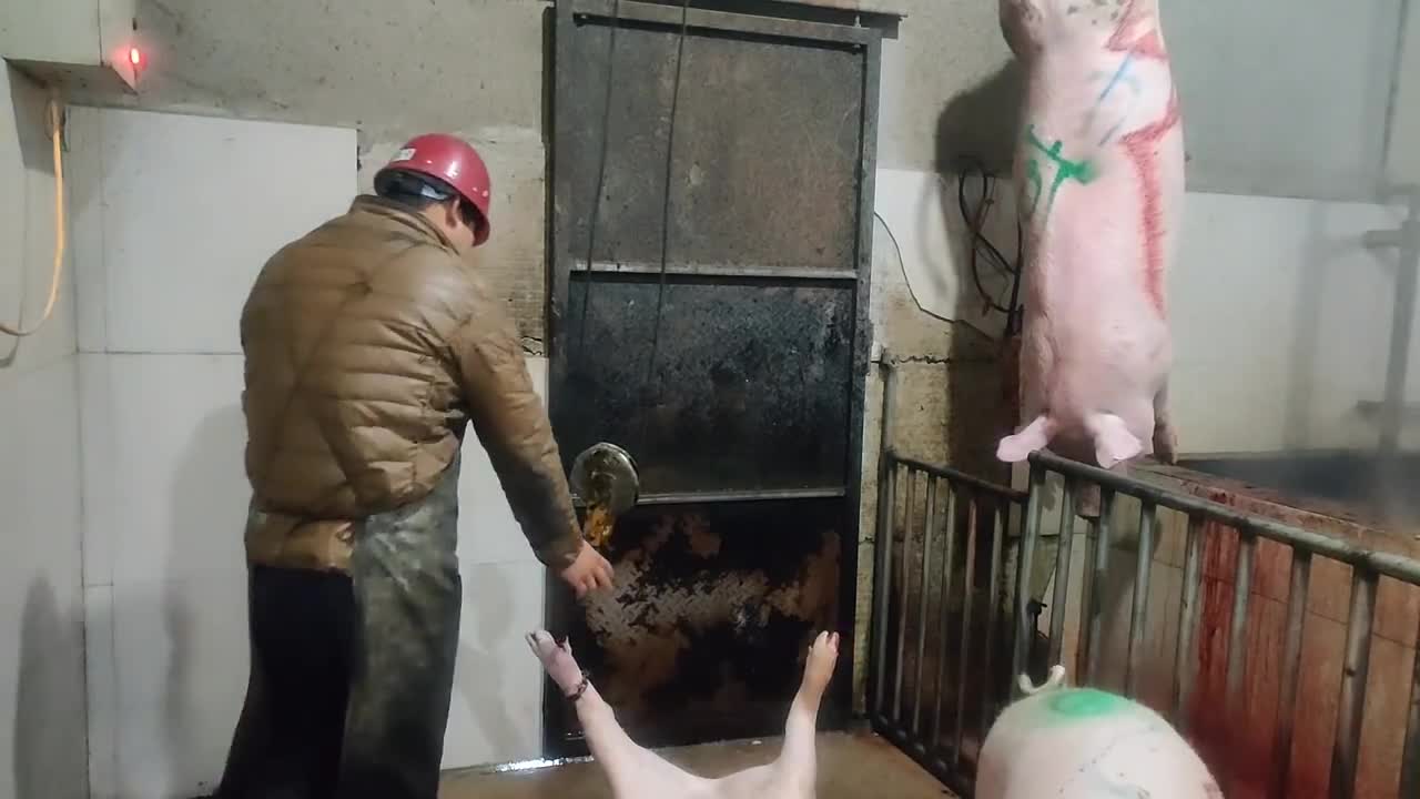 Pig Slaughter - This method of killing pigs still saves effort and worry