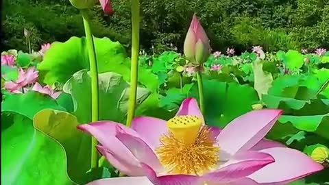 Lotus flowers 💕