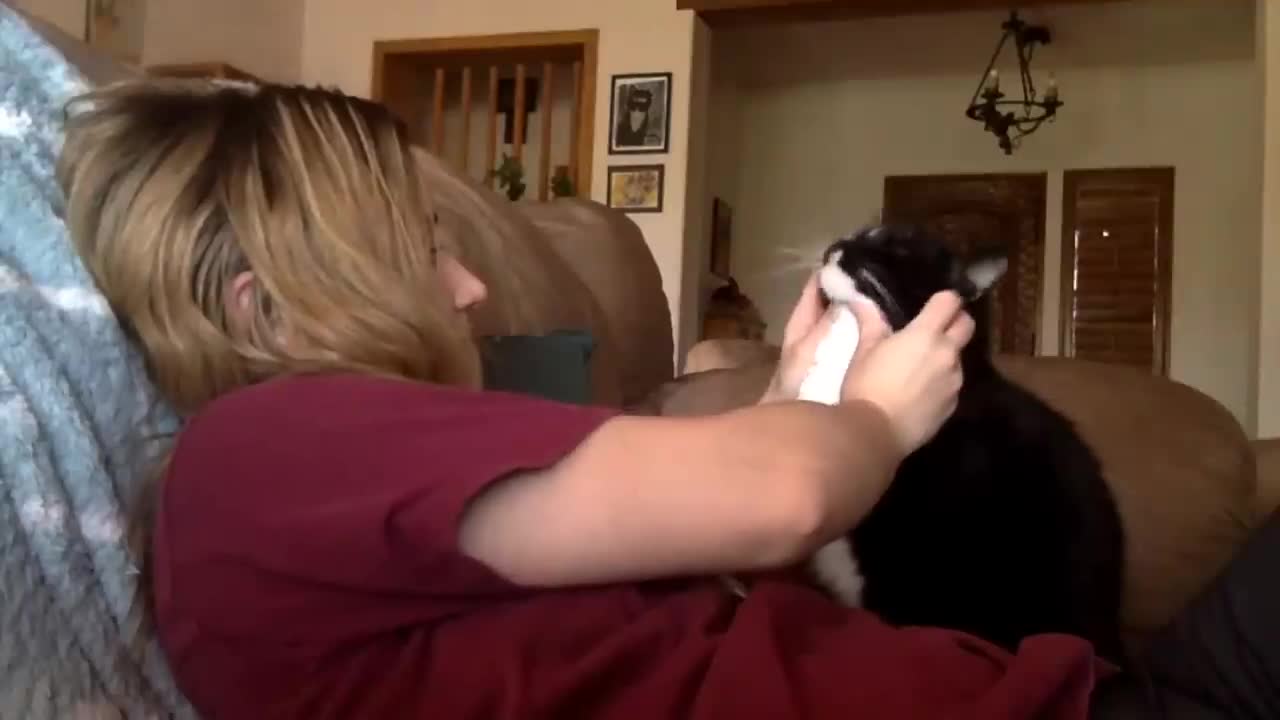 Cat politely asking to get petted