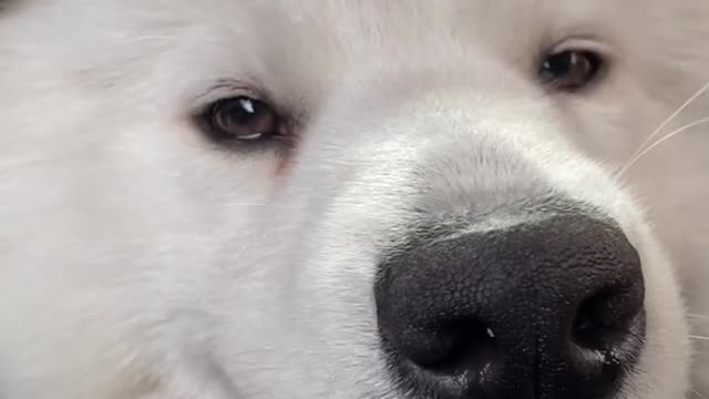 I'm a very good Samoyed