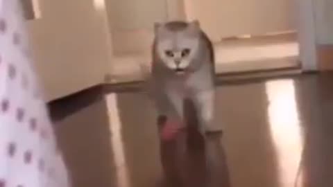 Cat video