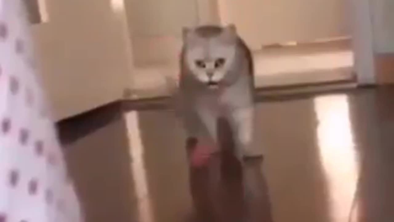 Cat video