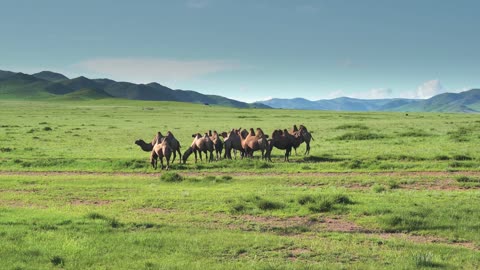 meadow camel