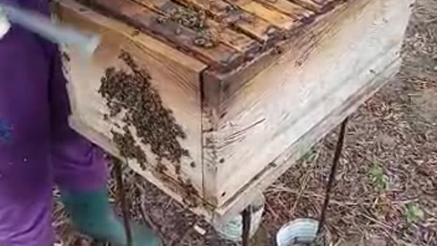 Carefully Harvesting Of Honey And Replacing Honeycomb