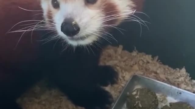 This little guy's face is so cute, I really want one