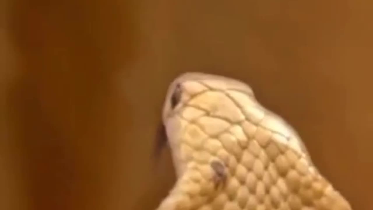 Snake Vs mongoose