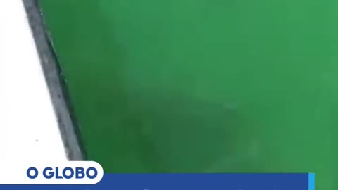 Pescadores flagram tubarão sendo engolido por garoupa, na Flórida