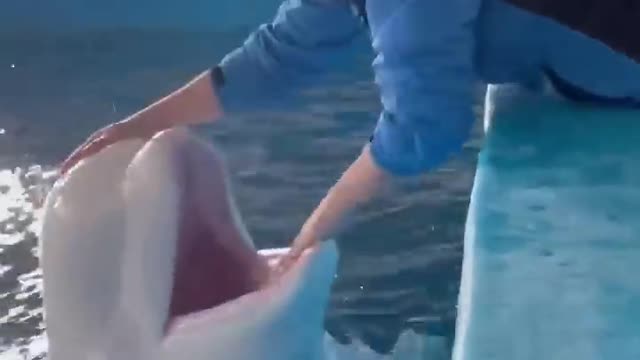 🐋Beluga meal time Feeding Beluga Whale and asking for a kiss