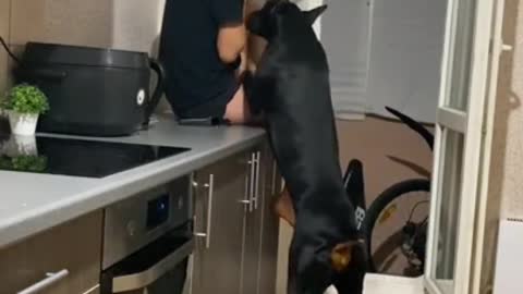 Doberman instantly comforts owner when she starts crying