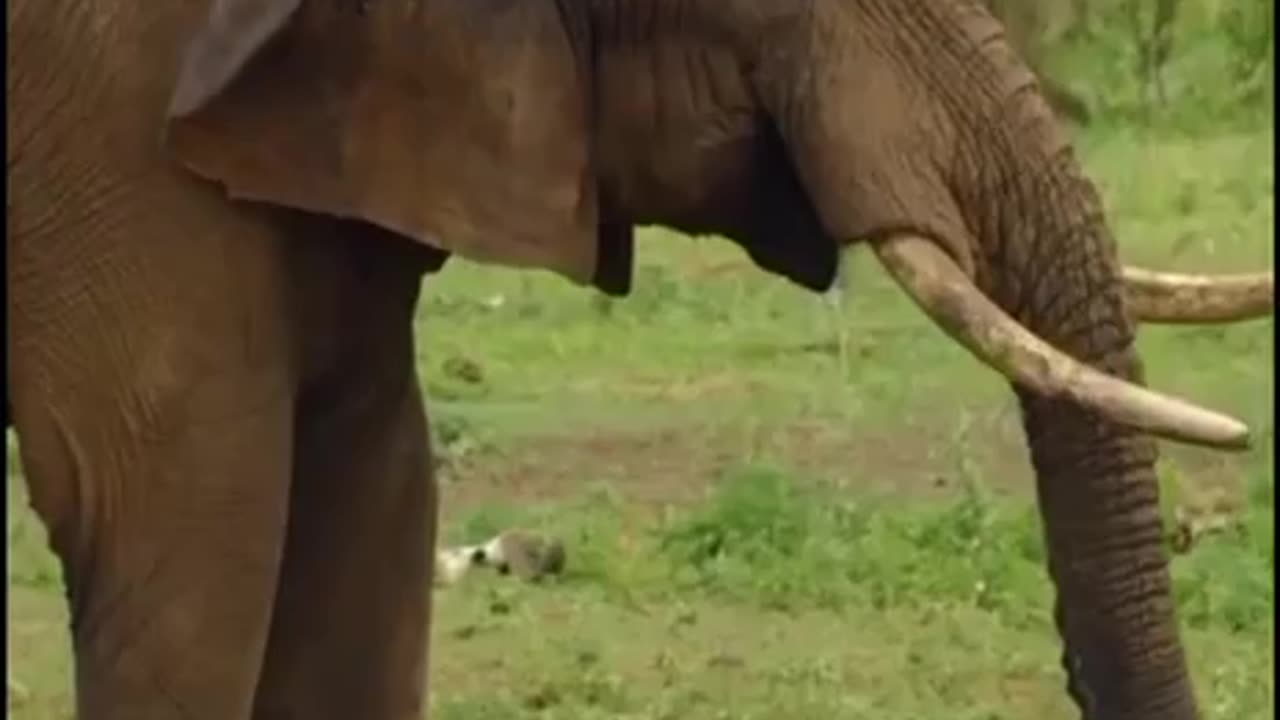 Elephant herds are always led by old and experienced females