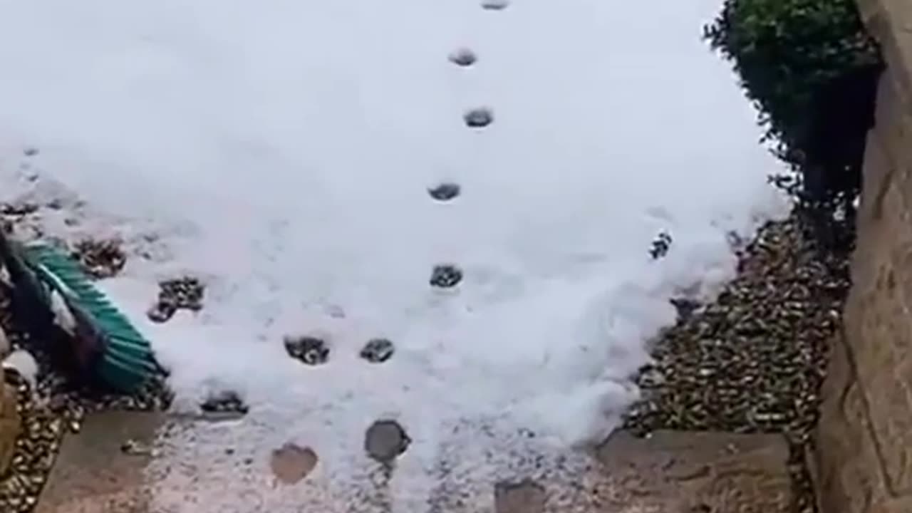 Cats with OCD