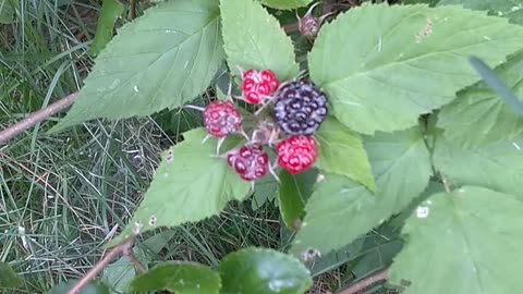 Black Raspberries