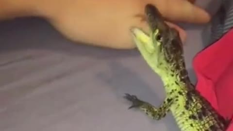 The baby crocodile bites