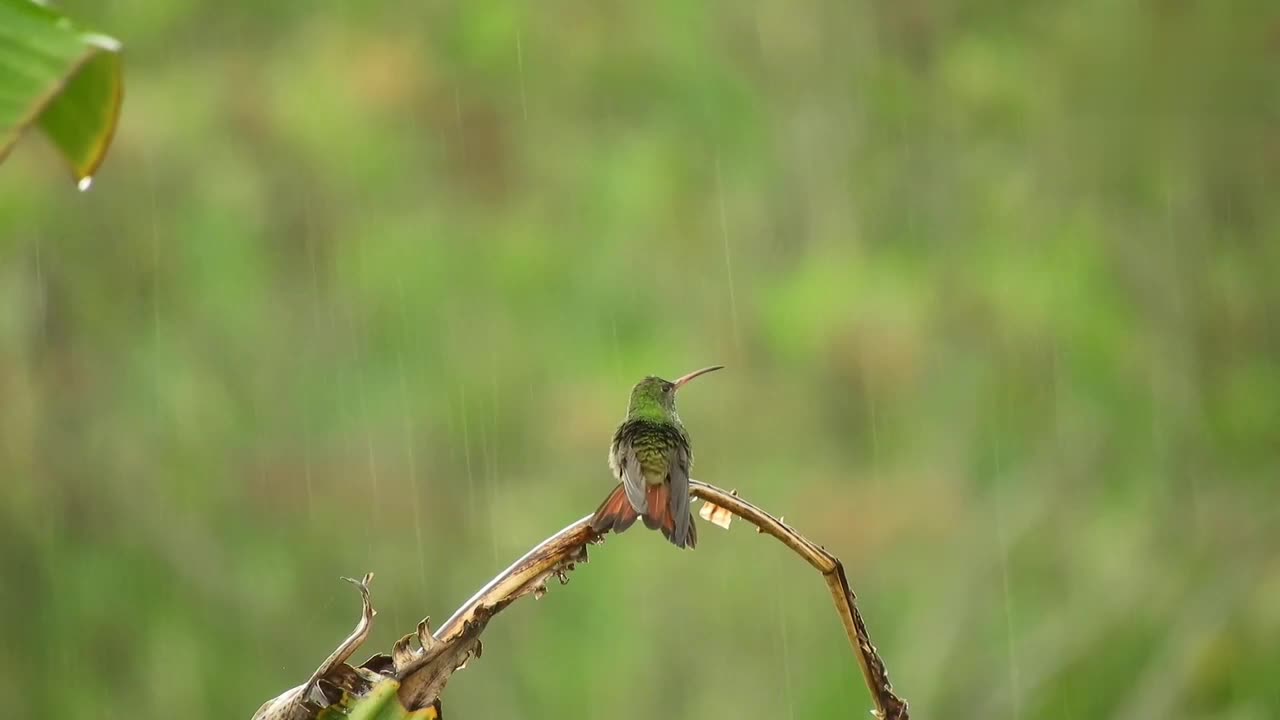 Hummingbird activities