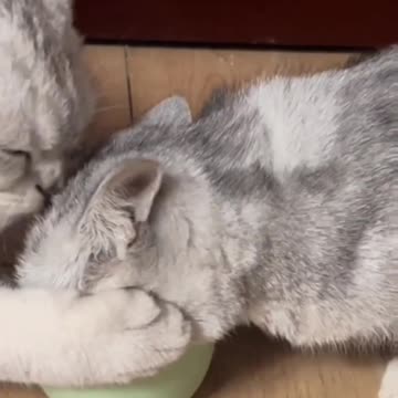 Cute cat video and Fanny cat video
