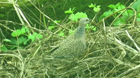 bird nest