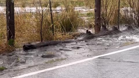 Migrating Salmon Cross Flooded Road