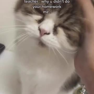Cat video