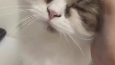 Cat video