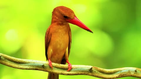 The Sounds of Nature: Majestic Animals in 8K VIDEO Ultra HD