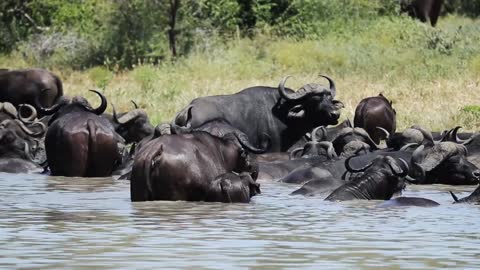 Buffalo in Water Animal Videos