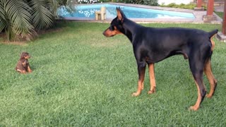 Brave Tiny Puppy Challenges Larger Doberman Dog