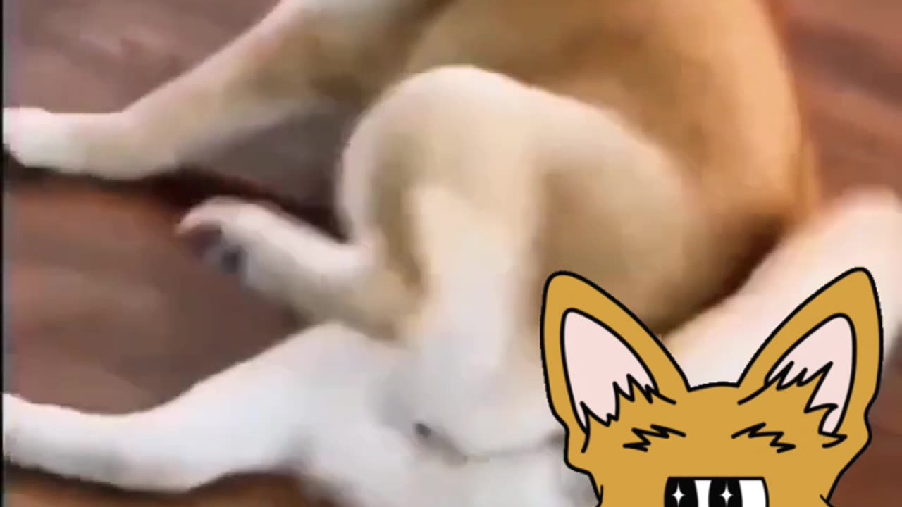 Funny meme dog smile laughing