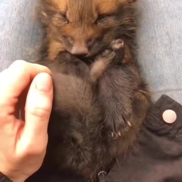 The cutest baby fox