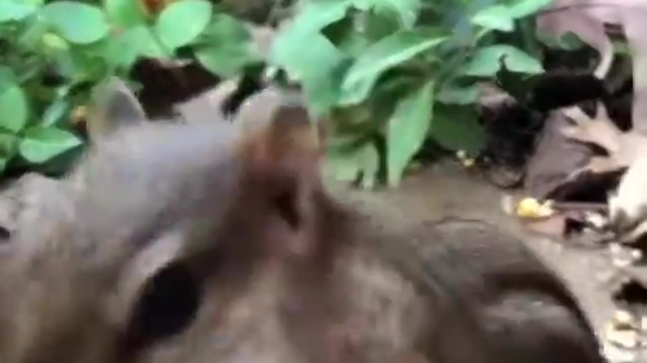 Squishy the chipmunk