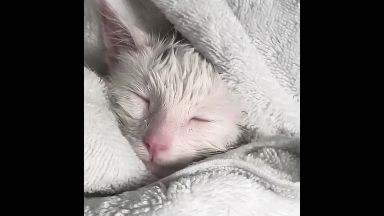 cute kitten taking a bath