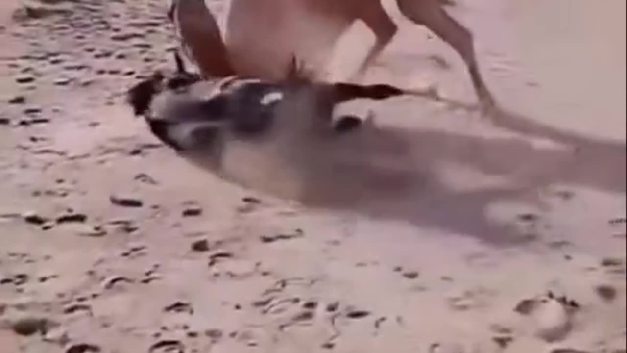 Deadly and dangerous fight between horse and camel😨😨