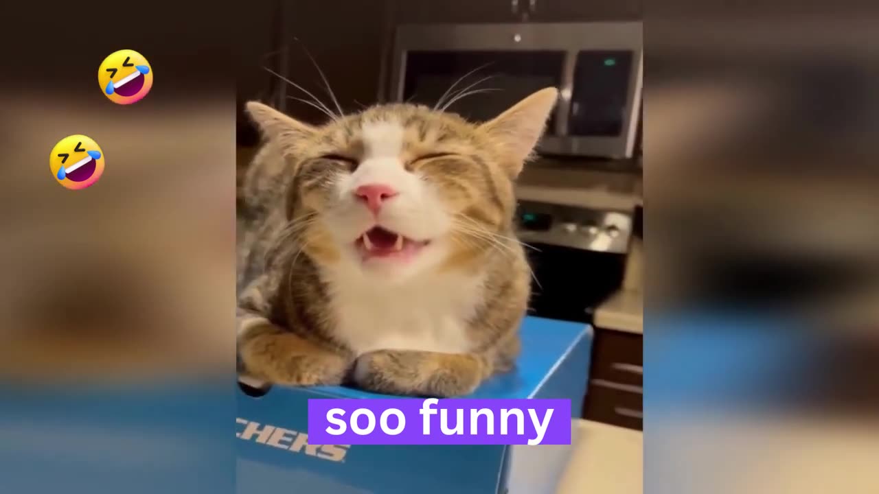 Funny animal videos - Funny cats _ dogs - Funny animals