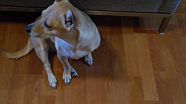 Angel Waits For Treat