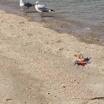TWO GULLS ENJOY THE CONCERT OF THE WAVES!