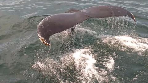 Whales so close i could ride them