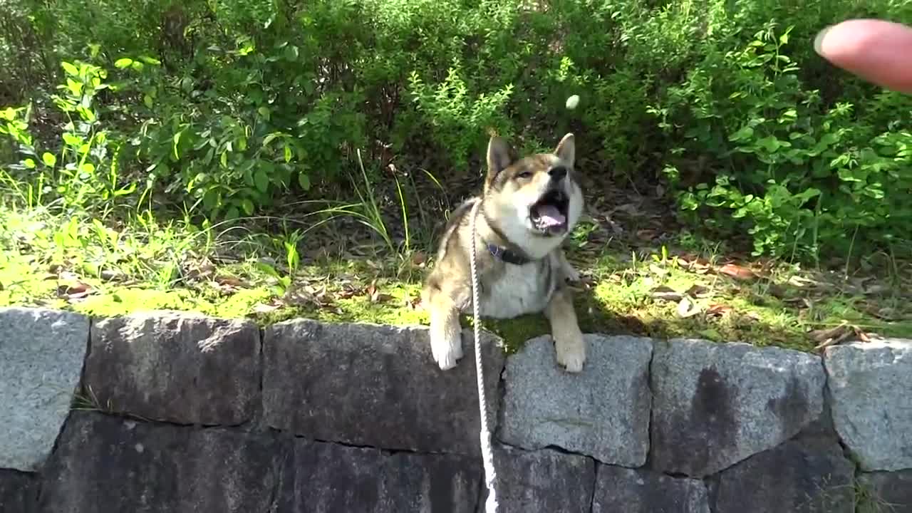 20150520Shikoku dog (protected Japanese dog species) "まるうMaruu" performs rock-climbing