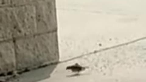 Mother & baby sparrow in concrete jungle