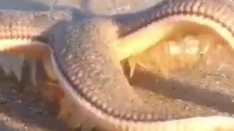 Did you know that not all octopuses can do this #shorts #viral #shortsvideo #video