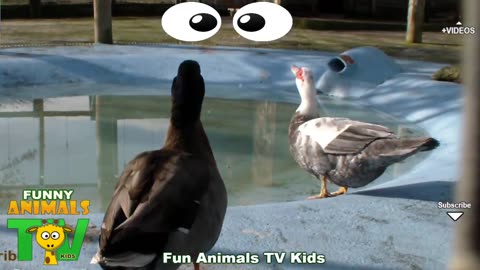 Animal funny video