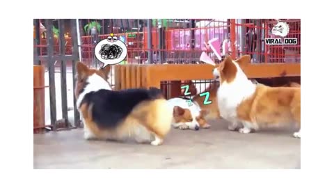 Funny dogs