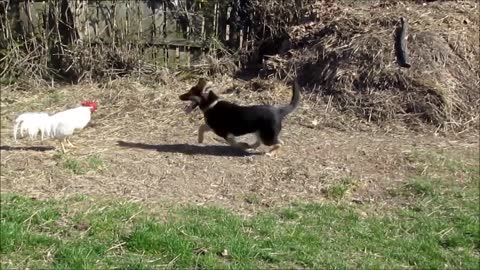 rooster vs dog