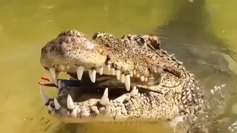 This is a beautiful and charming water-dwelling species