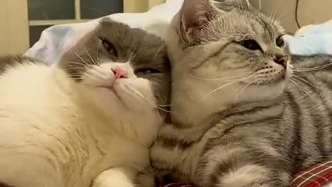 Cute little kittens cats playing
