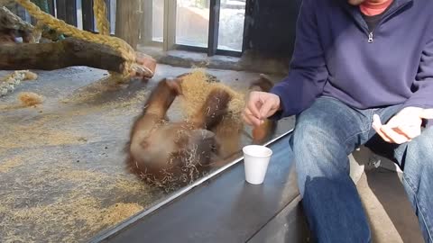 Monkey Sees A Magic Trick