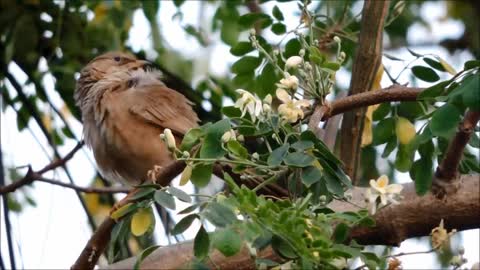 soo cute || small bird trying to fly