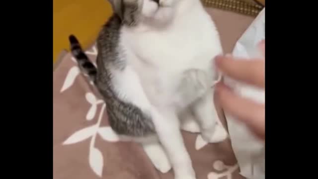 Jangan coba-coba menahan tawa 😂 -Kucing Terlucu - Kehidupan Kucing Lucu