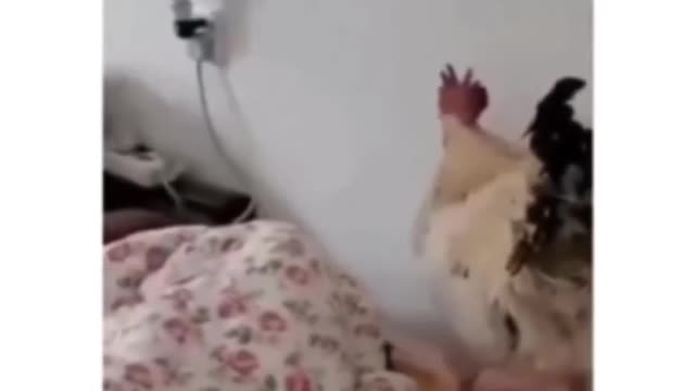 Chicken has cross all the limited