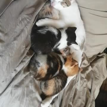 Sleeping momma and kittens
