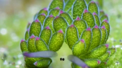 "Under the Sea: Introducing the Adorable Leaf Sheep, Mother Nature's Whimsical Creation!"